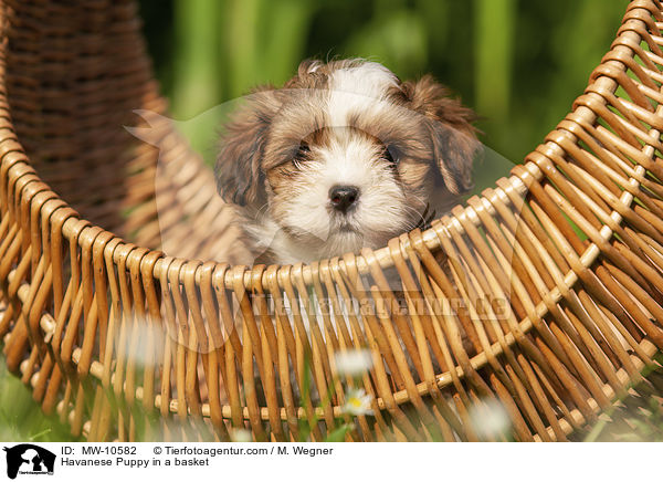 Havanese Puppy in a basket / MW-10582