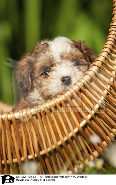 Havanese Puppy in a basket / MW-10583