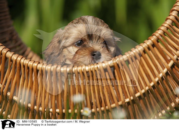 Havanese Puppy in a basket / MW-10585