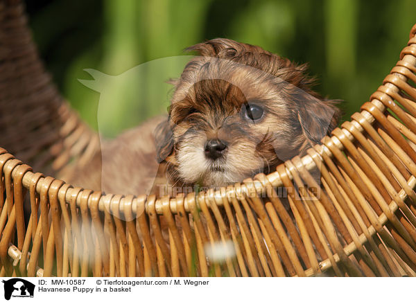 Havanese Puppy in a basket / MW-10587