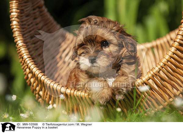 Havaneser Welpe im Krbchen / Havanese Puppy in a basket / MW-10588