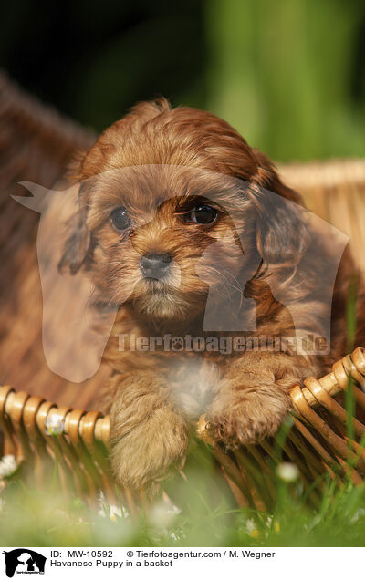 Havaneser Welpe im Krbchen / Havanese Puppy in a basket / MW-10592