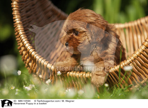 Havaneser Welpe im Krbchen / Havanese Puppy in a basket / MW-10594