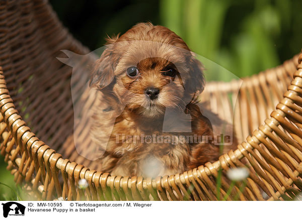 Havaneser Welpe im Krbchen / Havanese Puppy in a basket / MW-10595