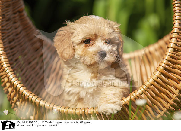 Havaneser Welpe im Krbchen / Havanese Puppy in a basket / MW-10596