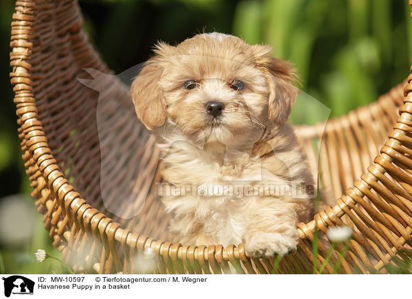 Havaneser Welpe im Krbchen / Havanese Puppy in a basket / MW-10597