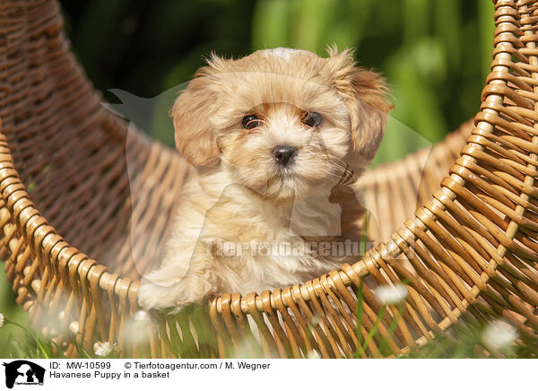 Havaneser Welpe im Krbchen / Havanese Puppy in a basket / MW-10599