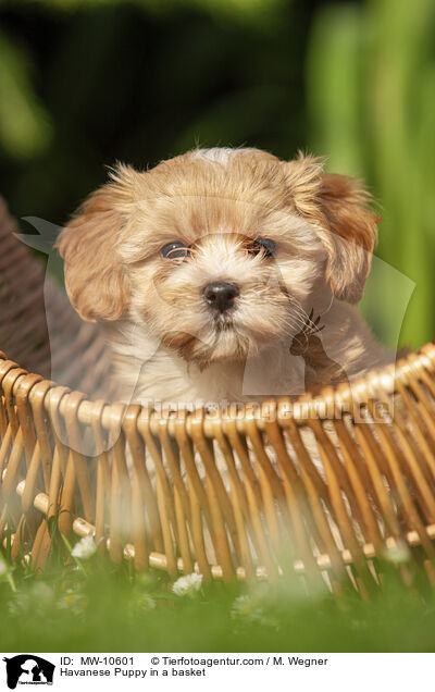 Havaneser Welpe im Krbchen / Havanese Puppy in a basket / MW-10601