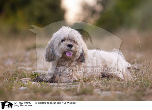 liegender Havaneser / lying Havanese / MW-10603