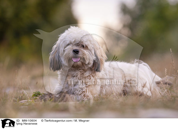 liegender Havaneser / lying Havanese / MW-10604