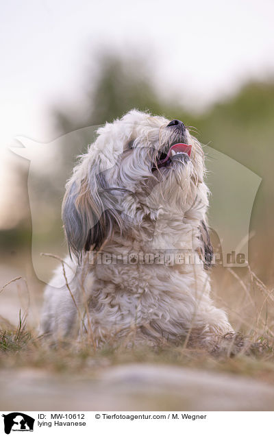 liegender Havaneser / lying Havanese / MW-10612