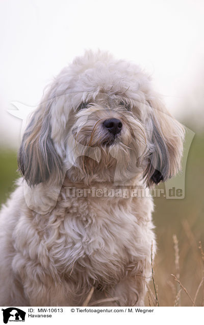 Havaneser / Havanese / MW-10613