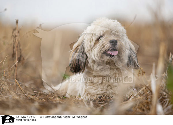 liegender Havaneser / lying Havanese / MW-10617