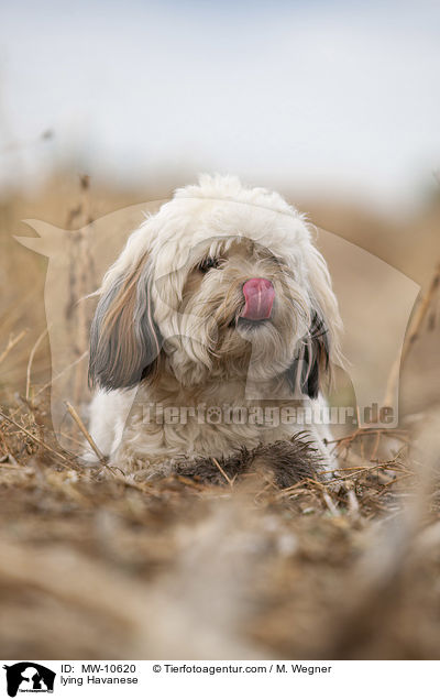 liegender Havaneser / lying Havanese / MW-10620