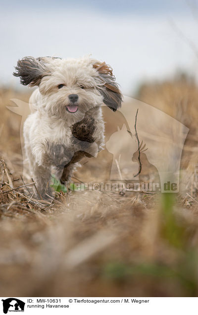 rennnender Havaneser / running Havanese / MW-10631