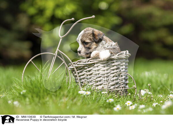 Havaneser Welpe in Deko Fahrrad / Havanese Puppy in decoration bicycle / MW-10639