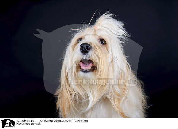 Havanese portrait / AH-01251