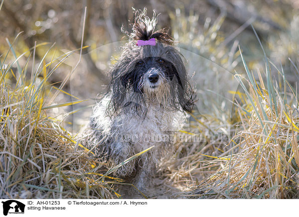 sitting Havanese / AH-01253