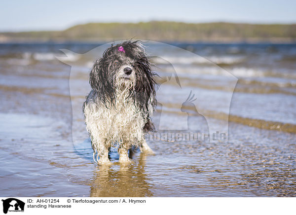 standing Havanese / AH-01254
