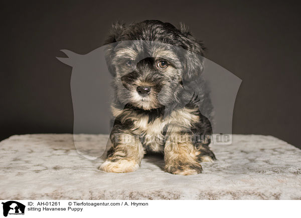 sitting Havanese Puppy / AH-01261