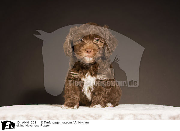 sitting Havanese Puppy / AH-01263