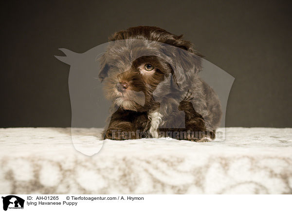 lying Havanese Puppy / AH-01265
