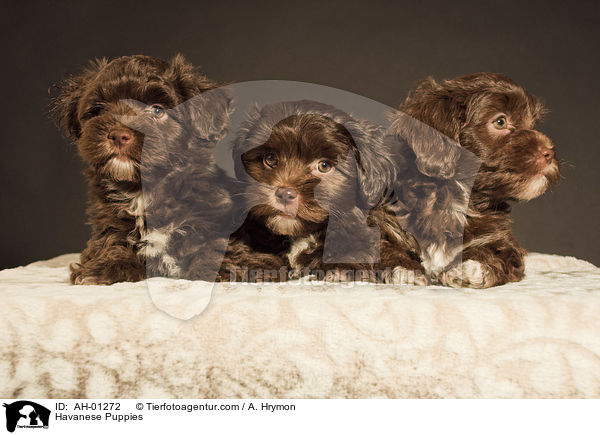 Havanese Puppies / AH-01272