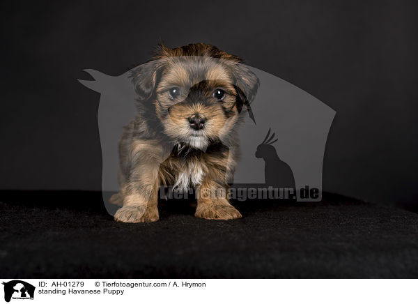 standing Havanese Puppy / AH-01279