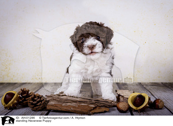 stehender Havaneser Welpe / standing Havanese Puppy / AH-01286