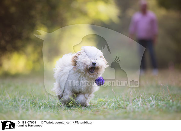 running Havanese / BS-07608