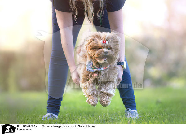 Havanese / BS-07612