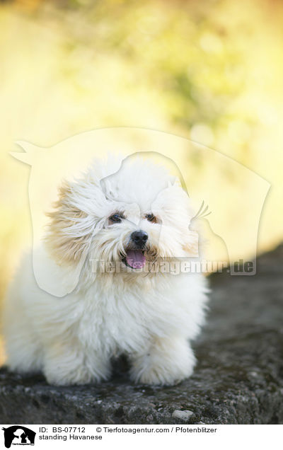 standing Havanese / BS-07712