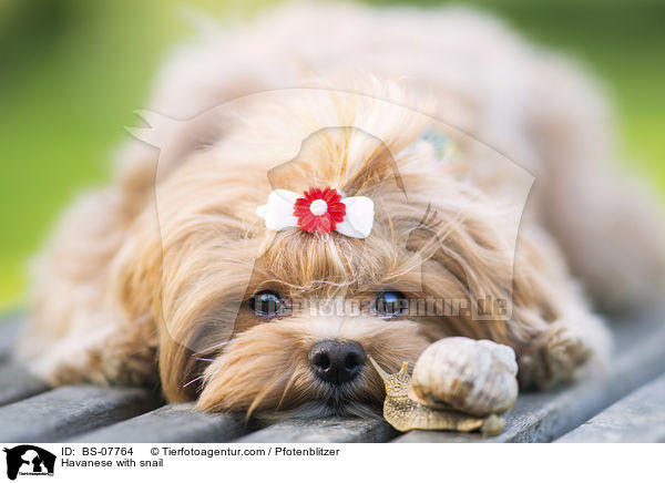 Havaneser mit Schnecke / Havanese with snail / BS-07764