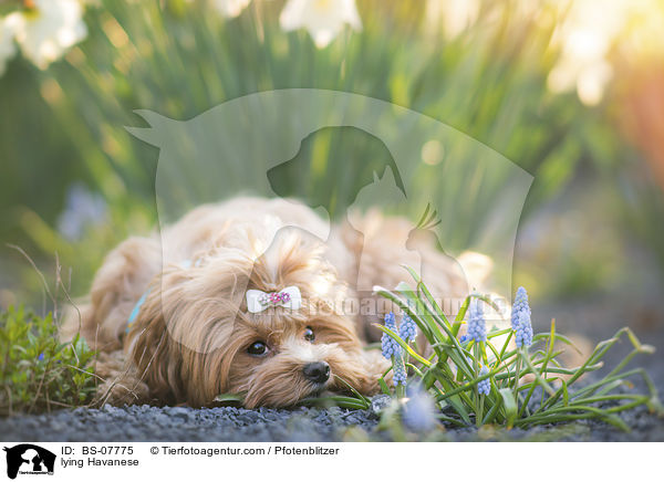 lying Havanese / BS-07775