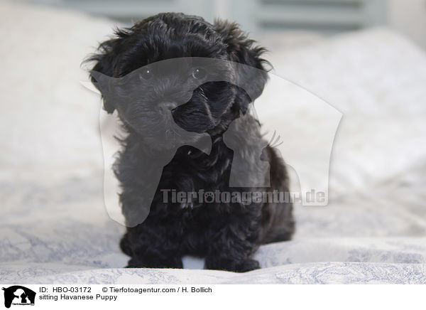 sitting Havanese Puppy / HBO-03172