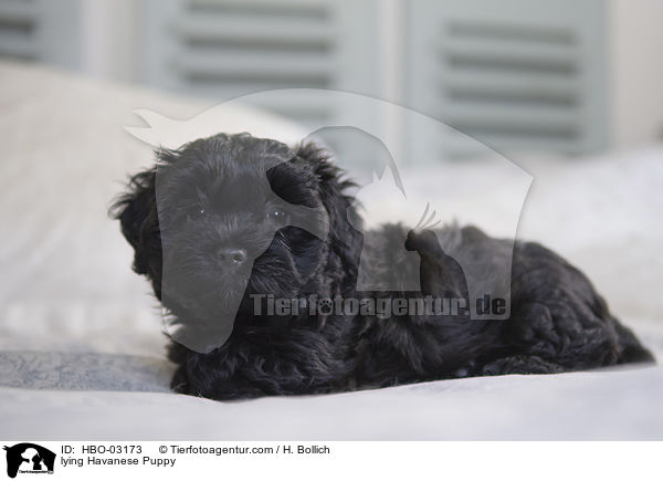 lying Havanese Puppy / HBO-03173