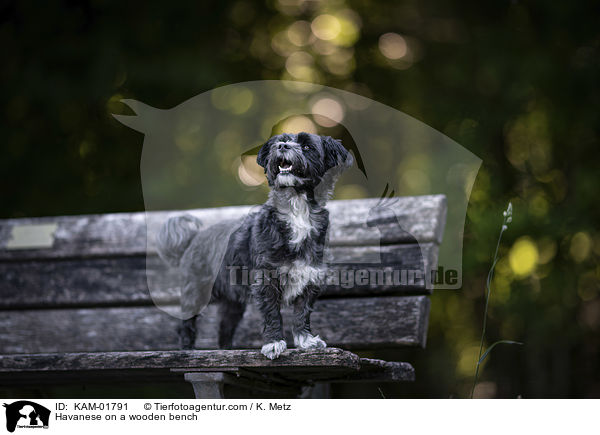 Havaneser auf einer Holzbank / Havanese on a wooden bench / KAM-01791