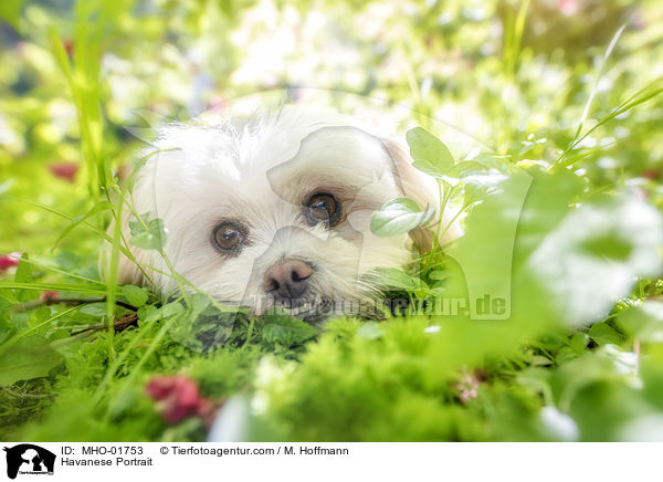 Havaneser Portrait / Havanese Portrait / MHO-01753