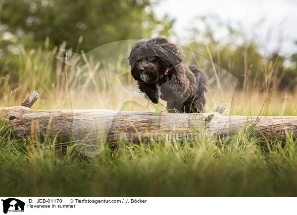 Havaneser im Sommer / Havanese in summer / JEB-01170