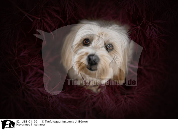 Havaneser im Sommer / Havanese in summer / JEB-01196