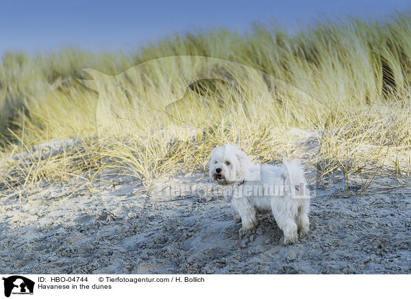 Havaneser in den Dnen / Havanese in the dunes / HBO-04744