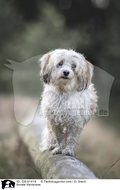 Havaneser Hndin / female Havanese / DS-01419