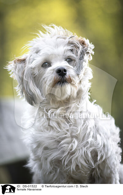 female Havanese / DS-01522