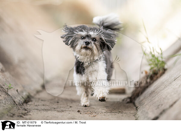 Havaneser Hndin / female Havanese / MT-01679