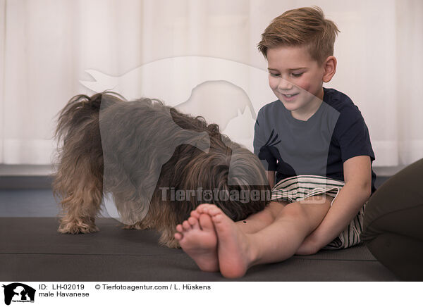 Havaneser Rde / male Havanese / LH-02019