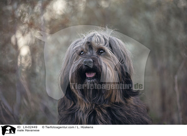 Havaneser Rde / male Havanese / LH-02449