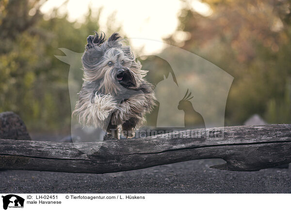 Havaneser Rde / male Havanese / LH-02451