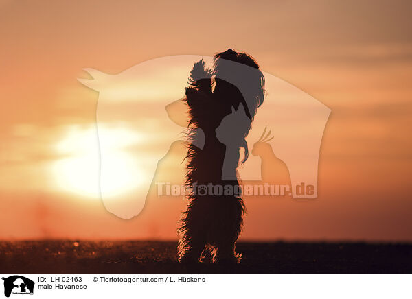 Havaneser Rde / male Havanese / LH-02463