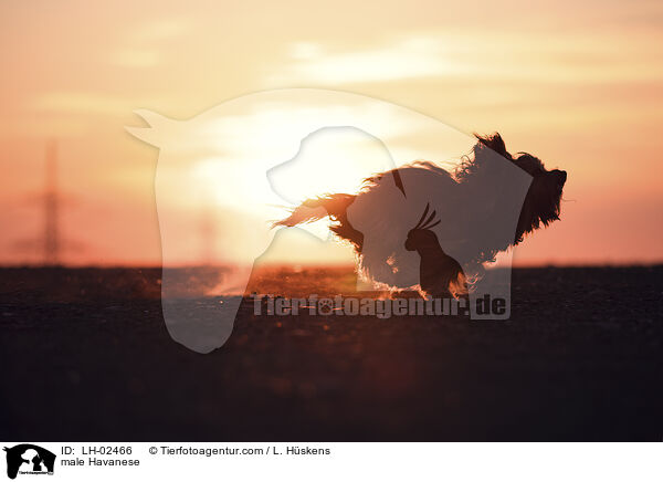 Havaneser Rde / male Havanese / LH-02466