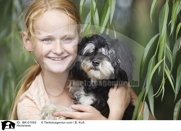 Havaneser / Havanese / BK-01092